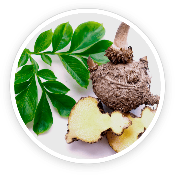 DigestSync is made of Konjac Glucomannan